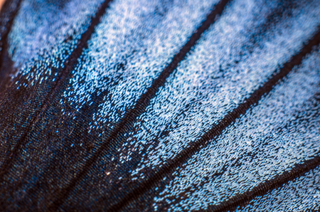 macro photo of a butterfly wingの写真素材