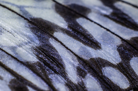 macro photo of a butterfly wingの写真素材