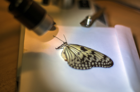 macro photo of a butterfly wingの写真素材