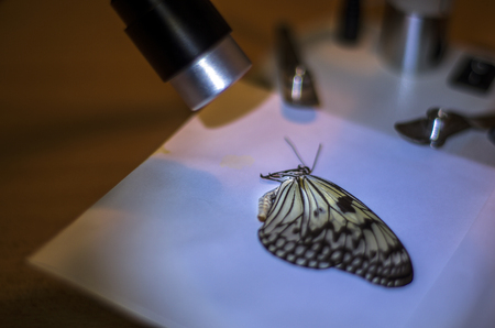 macro photo of a butterfly wingの写真素材