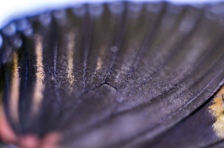 macro photo of a butterfly wingの写真素材