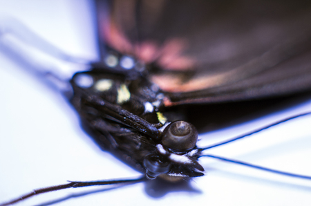macro photo of a butterfly wingの写真素材