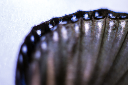 macro photo of a butterfly wingの写真素材