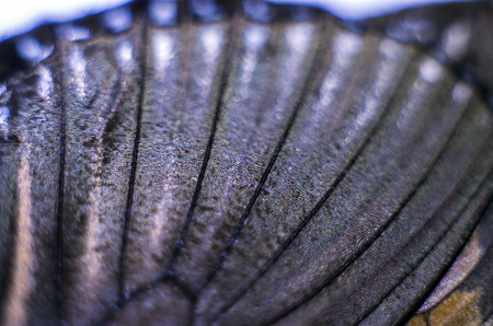 macro photo of a butterfly wingの写真素材