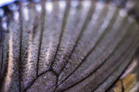 macro photo of a butterfly wingの写真素材