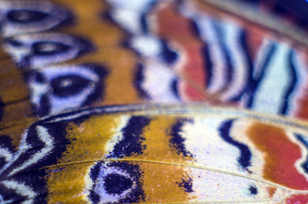 macro photo of a butterfly wingの写真素材