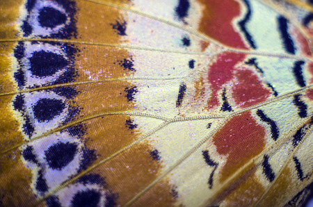 macro photo of a butterfly wingの写真素材