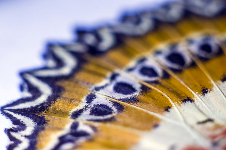 macro photo of a butterfly wingの写真素材