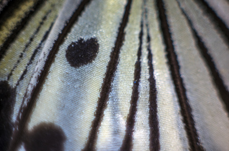 macro photo of a butterfly wingの写真素材