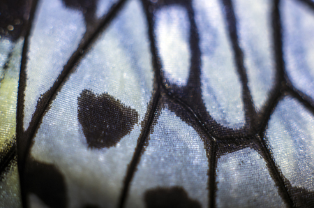 macro photo of a butterfly wingの写真素材