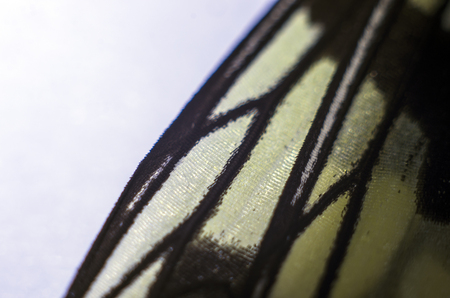 macro photo of a butterfly wingの写真素材