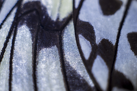 macro photo of a butterfly wingの写真素材