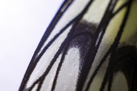 macro photo of a butterfly wingの写真素材