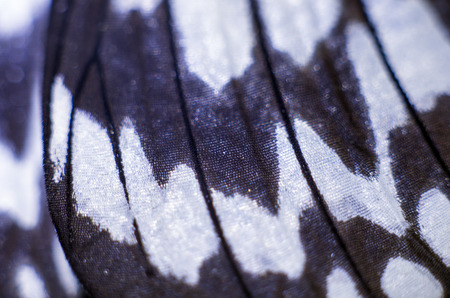 macro photo of a butterfly wingの写真素材
