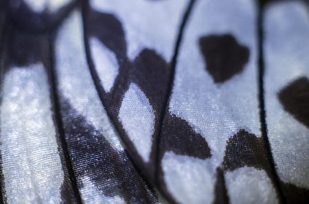 macro photo of a butterfly wingの写真素材