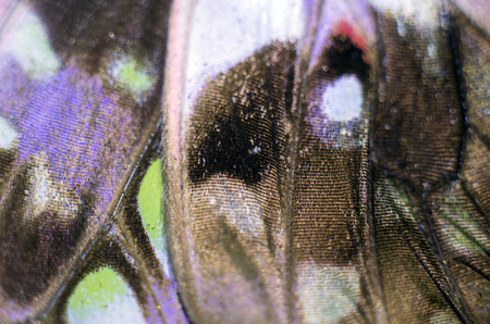 macro photo of a butterfly wingの写真素材