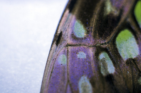 macro photo of a butterfly wingの写真素材