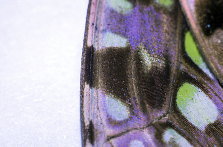 macro photo of a butterfly wingの写真素材