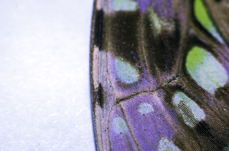 macro photo of a butterfly wingの写真素材