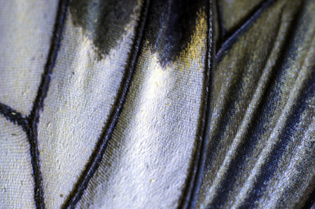 macro photo of a butterfly wingの写真素材