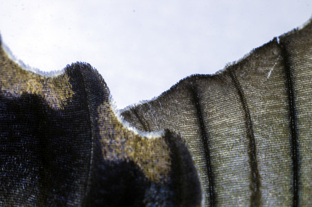macro photo of a butterfly wingの写真素材