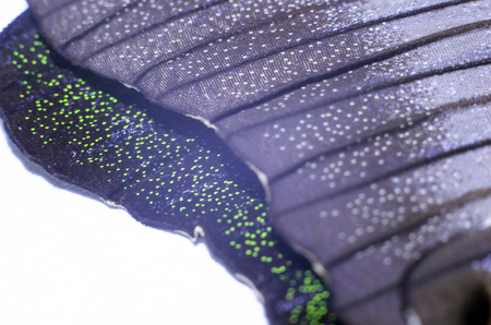 macro photo of a butterfly wingの写真素材
