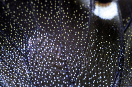 macro photo of a butterfly wingの写真素材