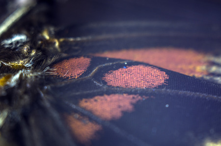 macro photo of a butterfly wingの写真素材