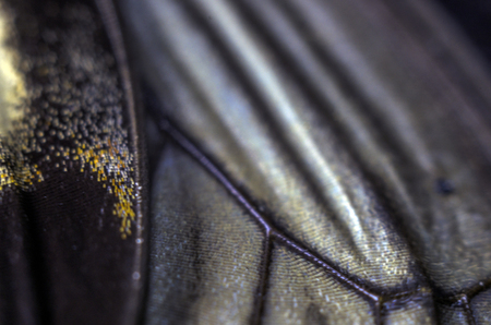 macro photo of a butterfly wingの写真素材
