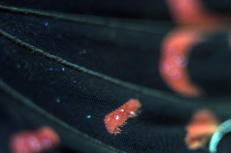 macro photo of a butterfly wingの写真素材
