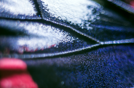 macro photo of a butterfly wingの写真素材