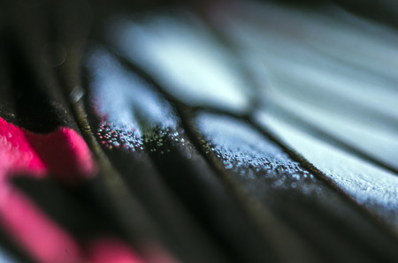 macro photo of a butterfly wingの写真素材