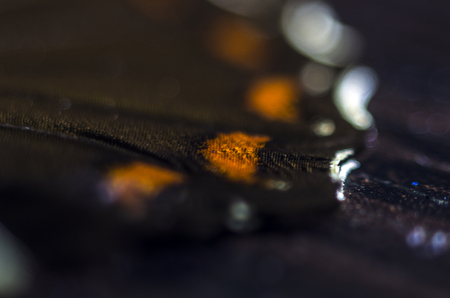 macro photo of a butterfly wingの写真素材