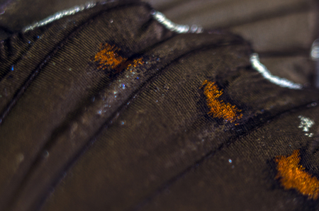 macro photo of a butterfly wingの写真素材