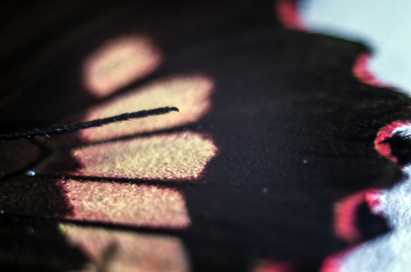 macro photo of a butterfly wingの写真素材