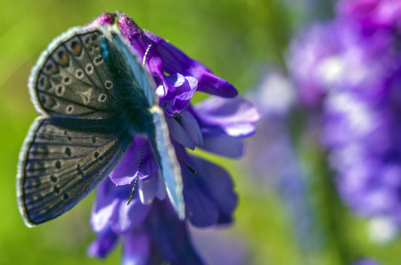 macro photo of a butterfly wingの写真素材