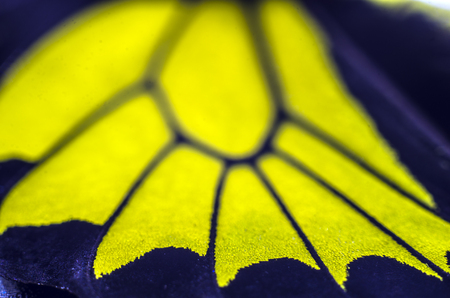 macro photo of a butterfly wingの写真素材