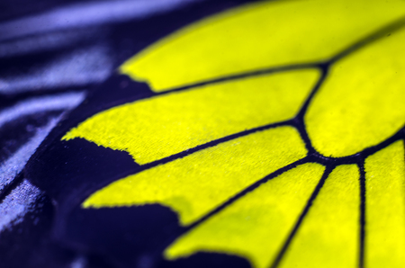 macro photo of a butterfly wingの写真素材