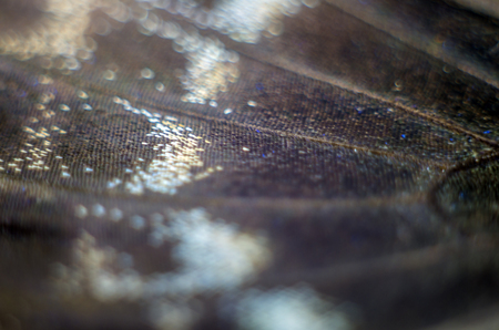 macro photo of a butterfly wingの写真素材