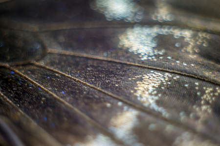 macro photo of a butterfly wingの写真素材