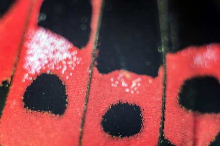 macro photo of a butterfly wingの写真素材