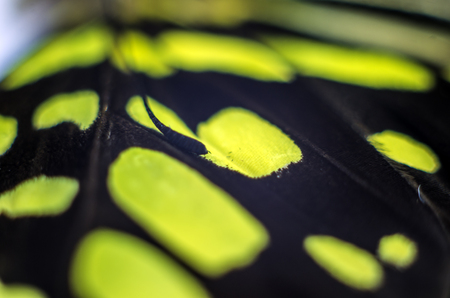 macro photo of a butterfly wingの写真素材