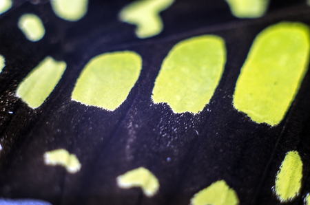macro photo of a butterfly wingの写真素材