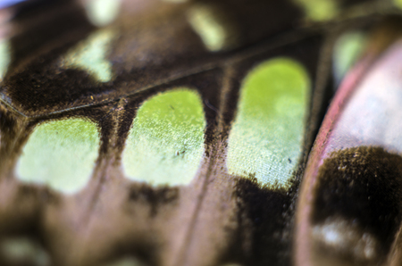 macro photo of a butterfly wingの写真素材