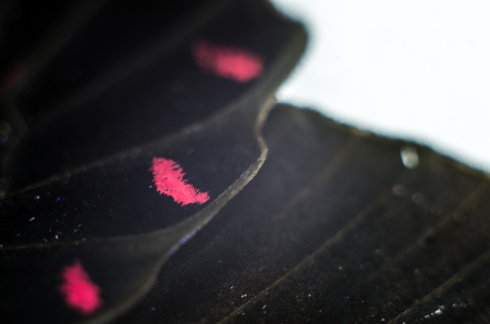 macro photo of a butterfly wingの写真素材