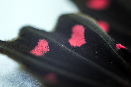 macro photo of a butterfly wingの写真素材