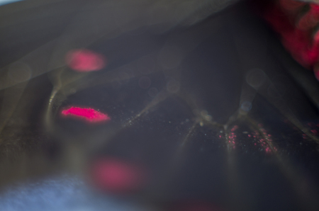 macro photo of a butterfly wingの写真素材