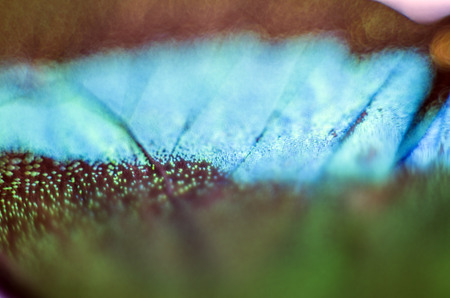 macro photo of a butterfly wingの写真素材