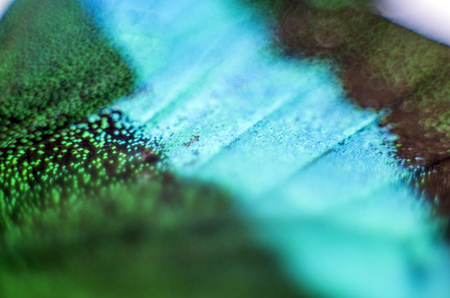 macro photo of a butterfly wingの写真素材