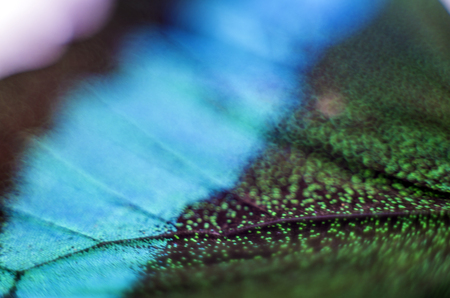 macro photo of a butterfly wingの写真素材
